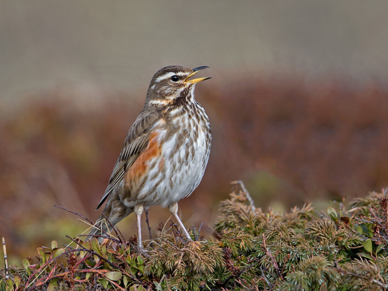 Redwing     Iceland