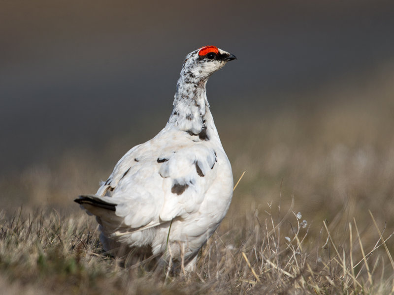 Ptarmigan