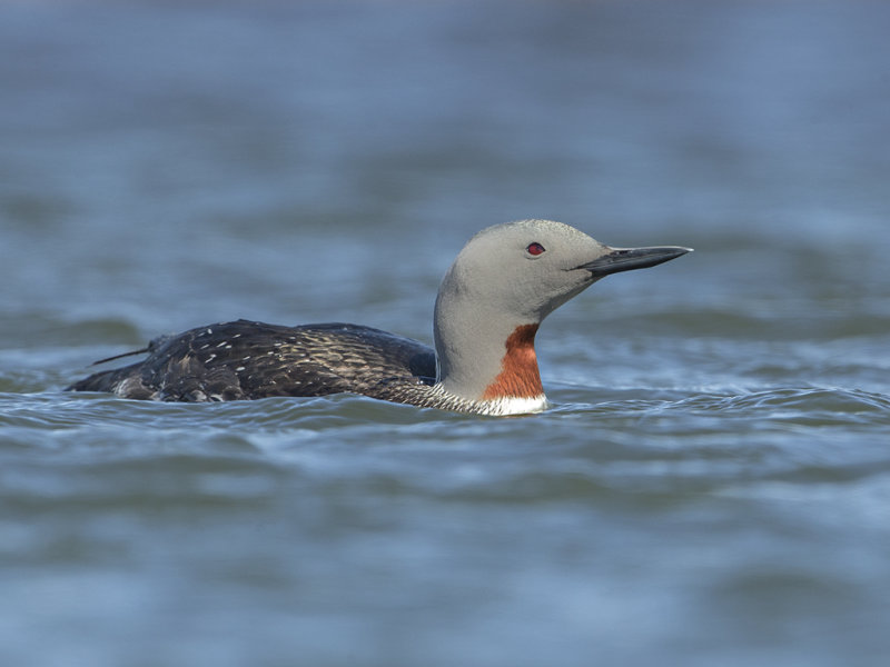 Diver,Red-throated 