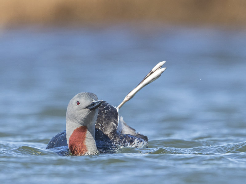 Red-throated Diver    Iceland