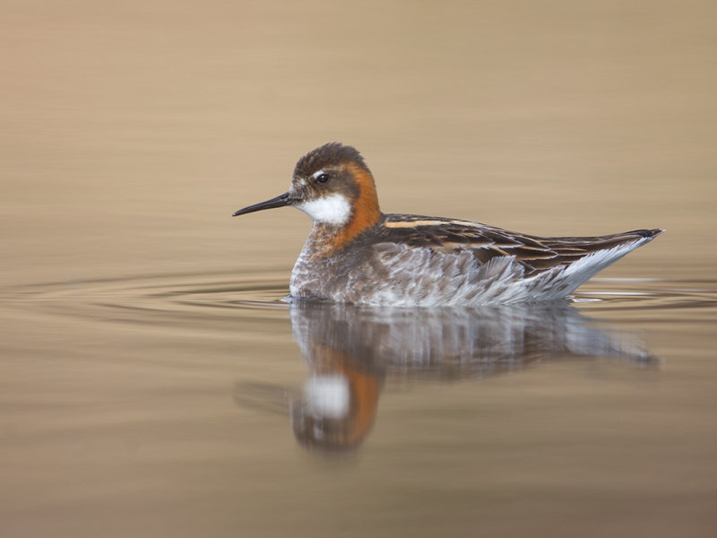 Red-necked Phalarope     Iceland