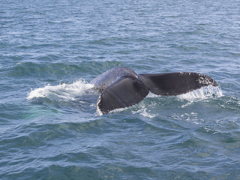 Whale,Humpback 