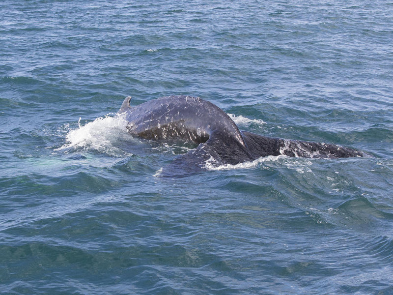 Humpback Whale    Iceland