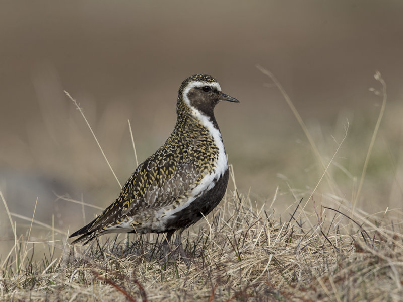 Golden Plover    Iceland