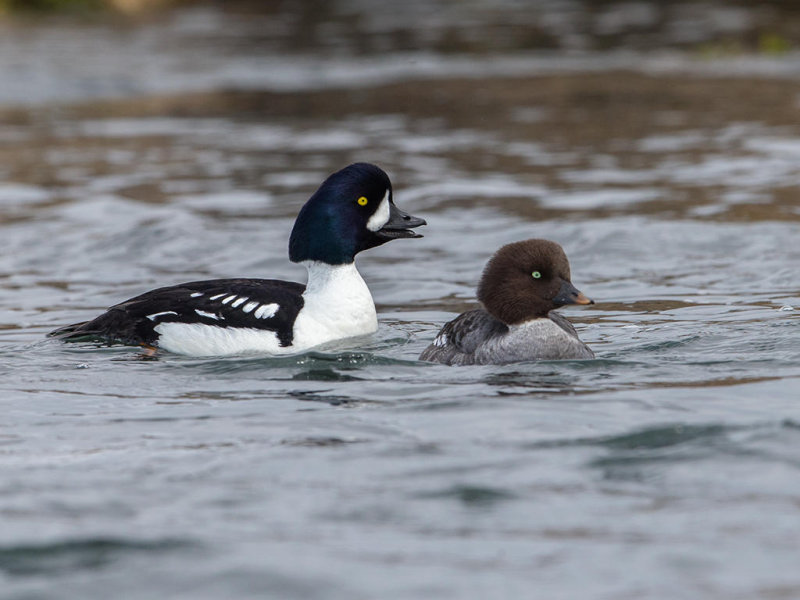 Barrow's Goldeneye          Iceland