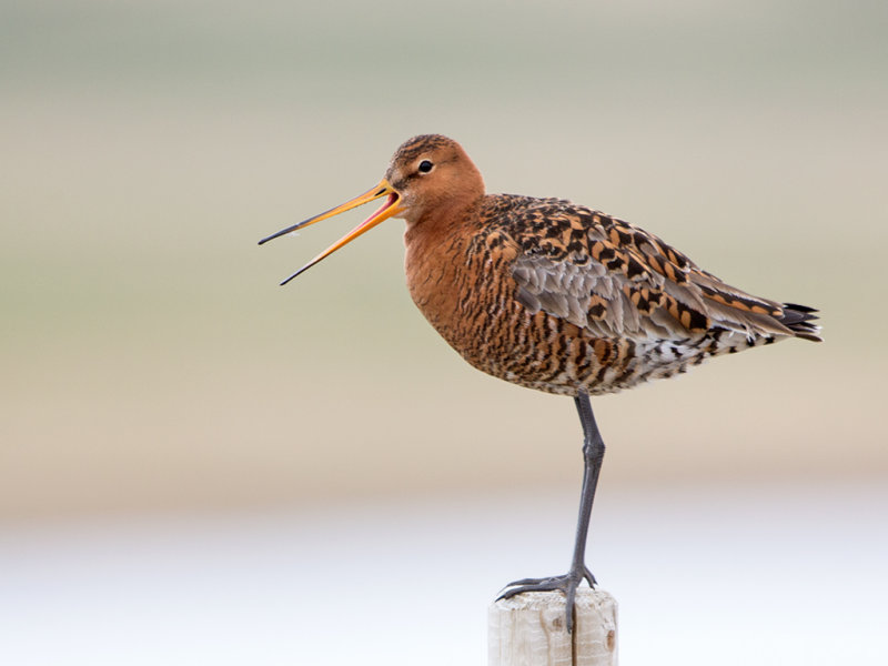 Godwit,Black-tailed 