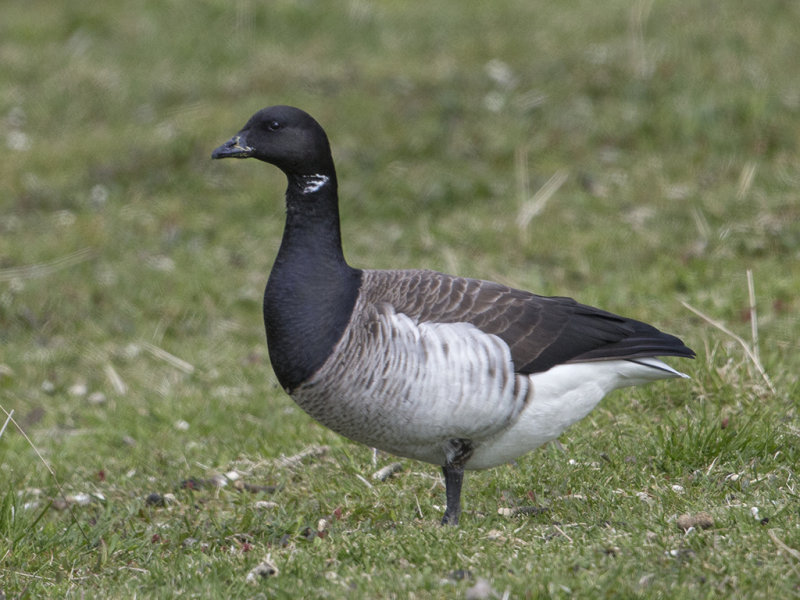 Brent Goose    Iceland