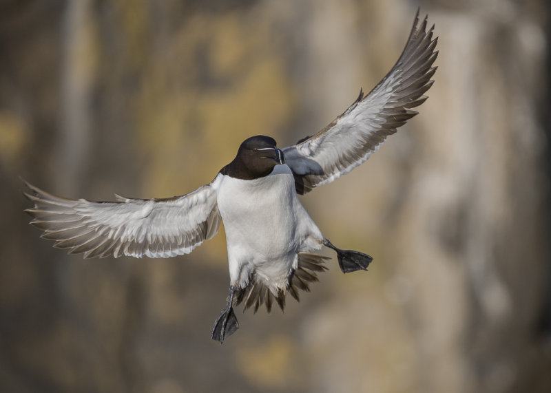 Razorbill    Isle of May, Scotland