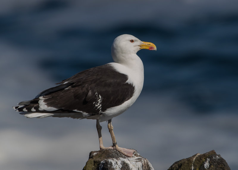 Great Black-backed Gull    Scotland