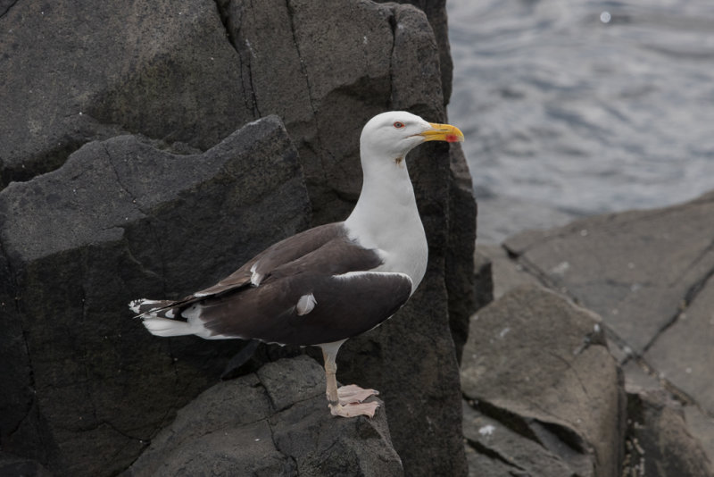 Great Black-backed Gull    Scotland