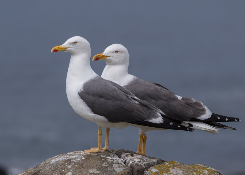 Gull,Lesser Black-backed 