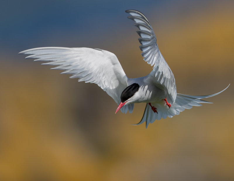 Artic Tern   Scotland