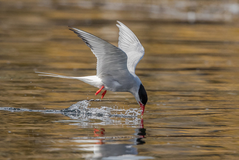 Artic Tern   Scotland