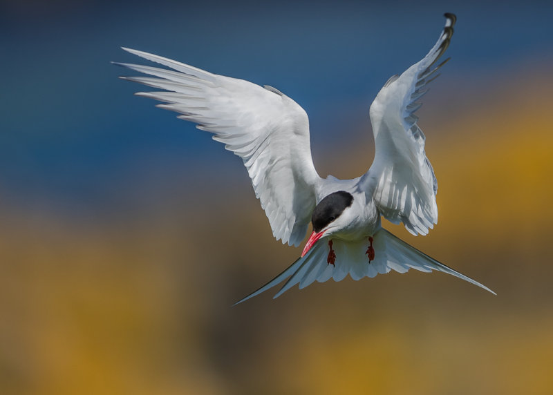 Artic Tern   Scotland
