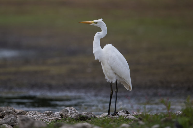 Great White Egret   Wales