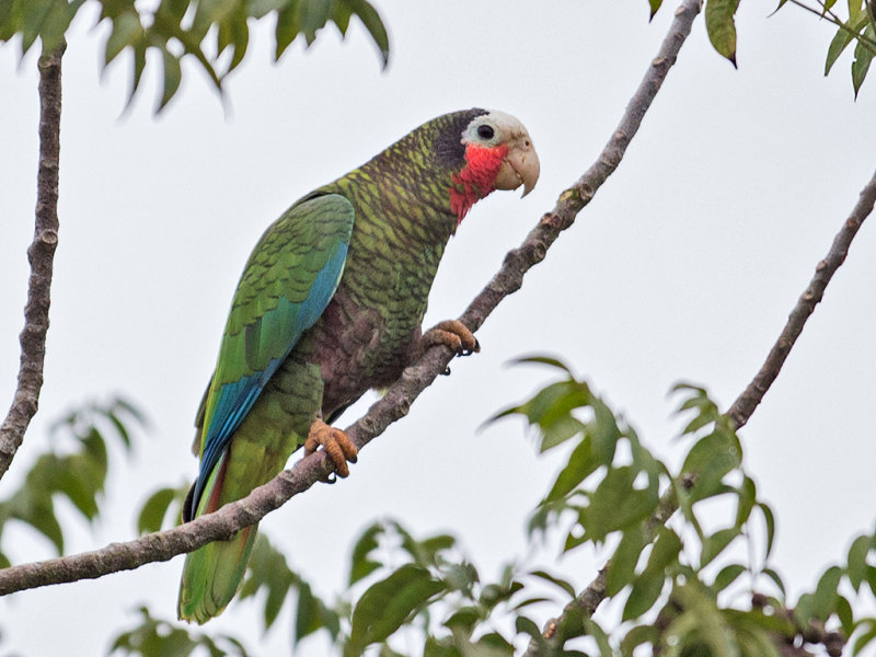 Cuban Amazon      endemic to Cuba