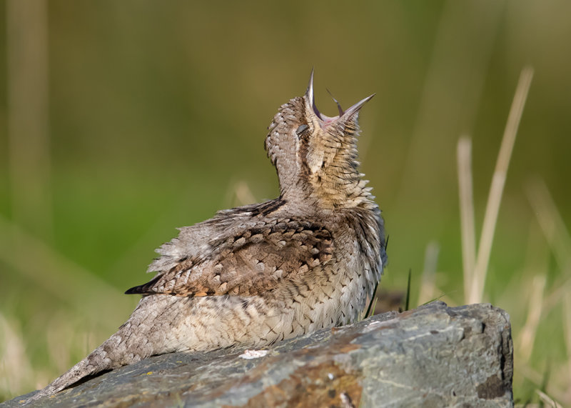 Wryneck Wales