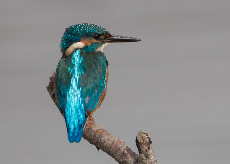 Kingfisher   England