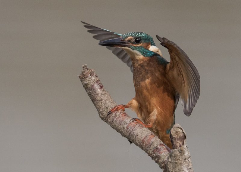 Kingfisher,Common 