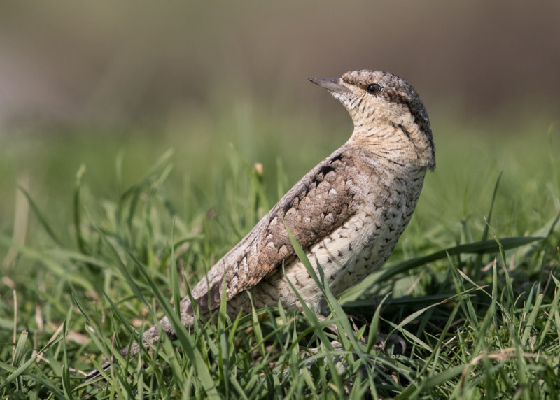 Wryneck         Wales