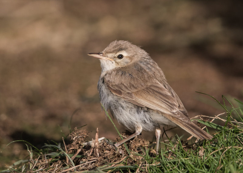 Booted Warbler    Wales