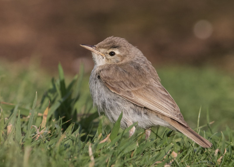 Booted Warbler    Wales