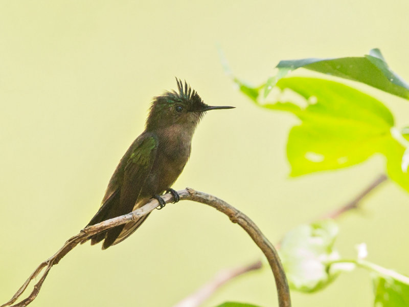 Antillean Crested Hummingbird      Barbados