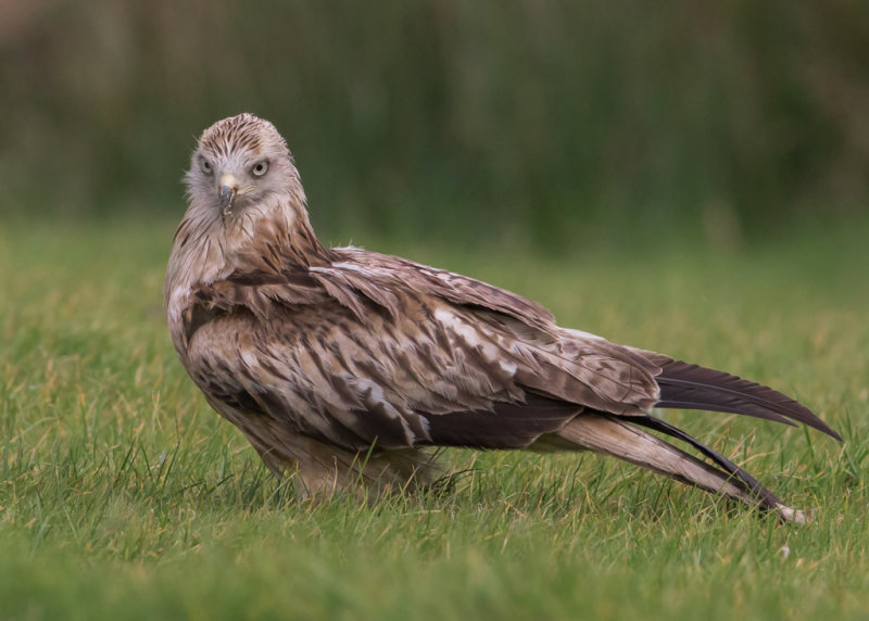 Red Kite Gigrin Farm, Rhayader