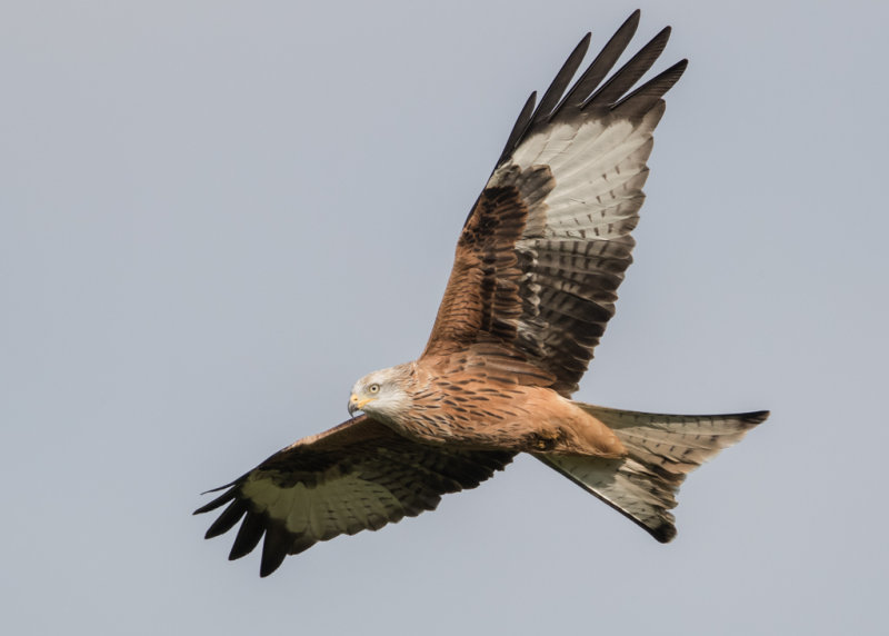 Red Kite  Gigrin Farm, Rhayader