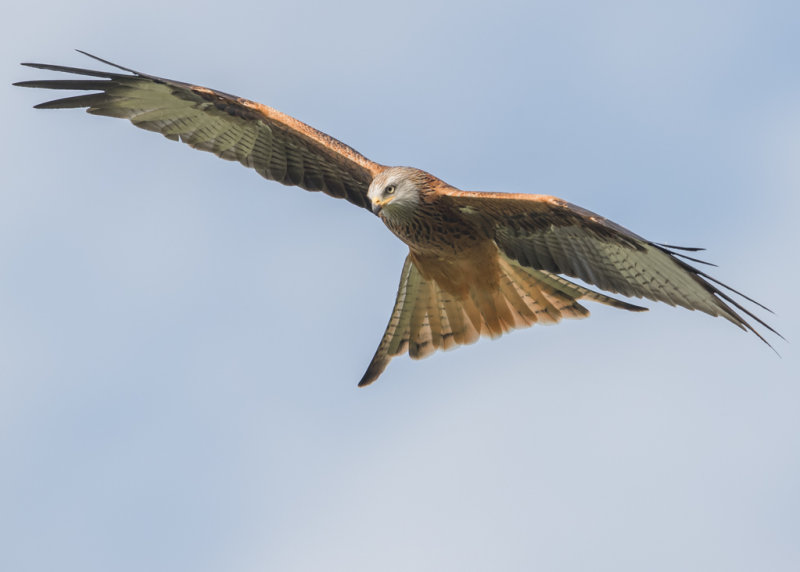 Red Kite  Gigrin Farm, Rhayader