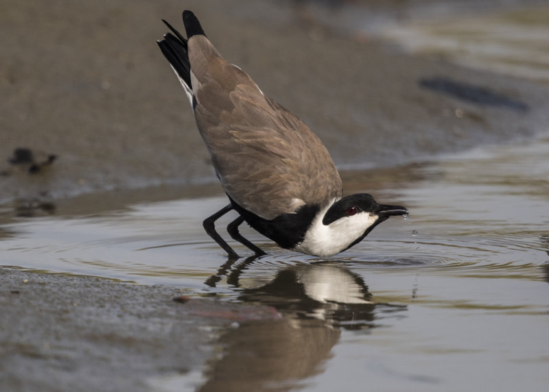 Lapwing,Spur-winged 