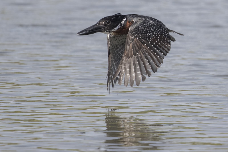 Giant Kingfisher Gambia