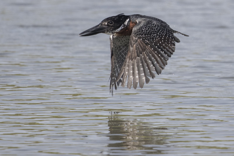 Giant Kingfisher  Gambia