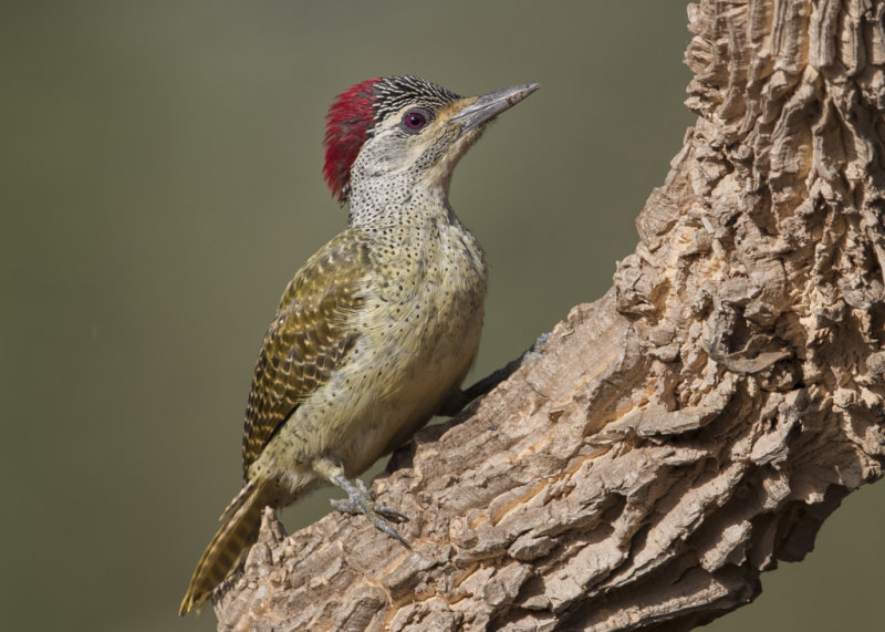 Fine-spotted Woodpecker       Gambia