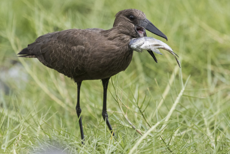 Hammerkop Gambia