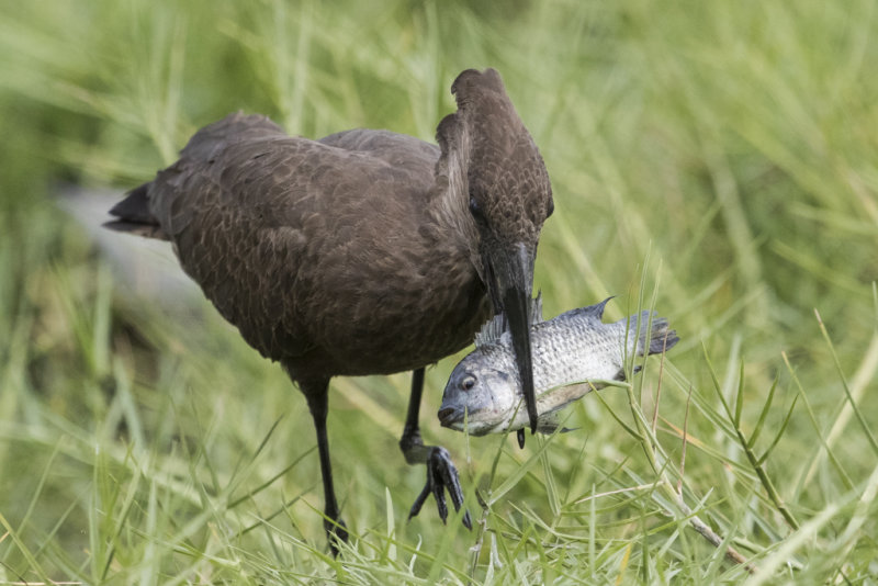 Hammerkop Gambia