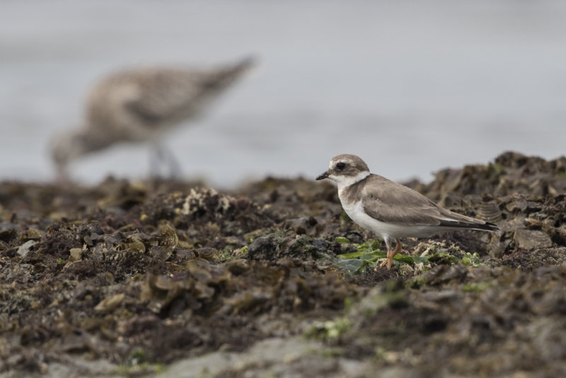 Plover,White-fronted 