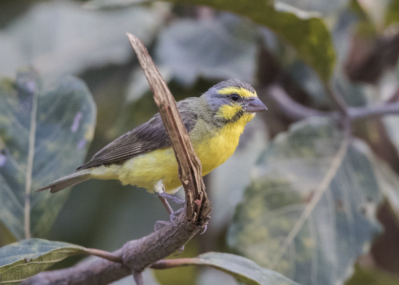 Canary,Yellow-fronted 