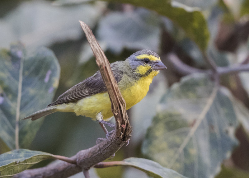 Yellow-fronted Canary-4.JPG