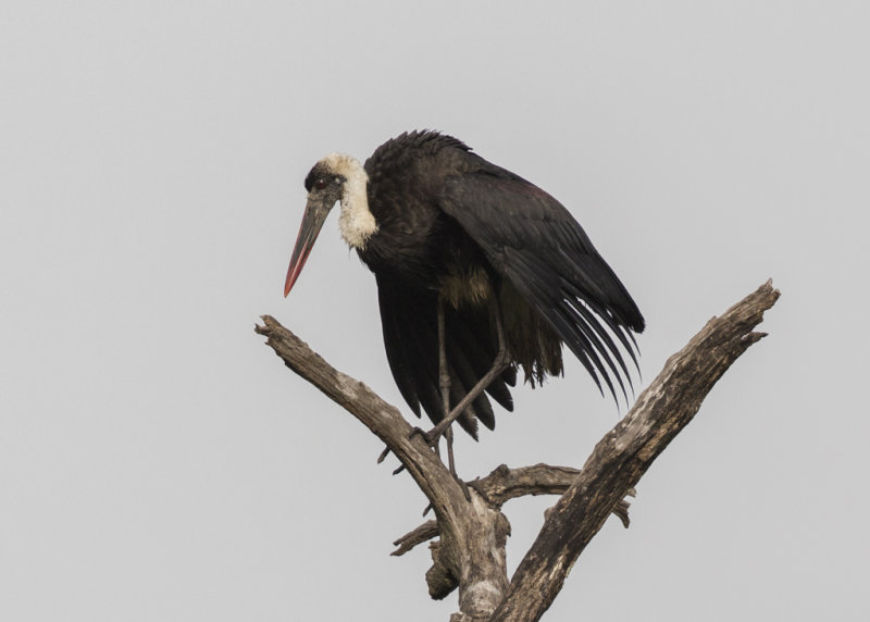 Woolly-necked Stork    Gambia