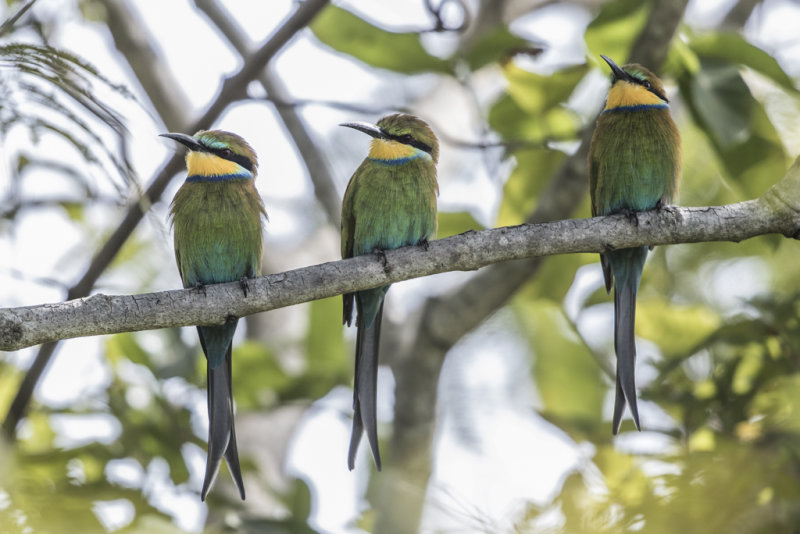 Swallow-tailed Bee-eater    Gambia