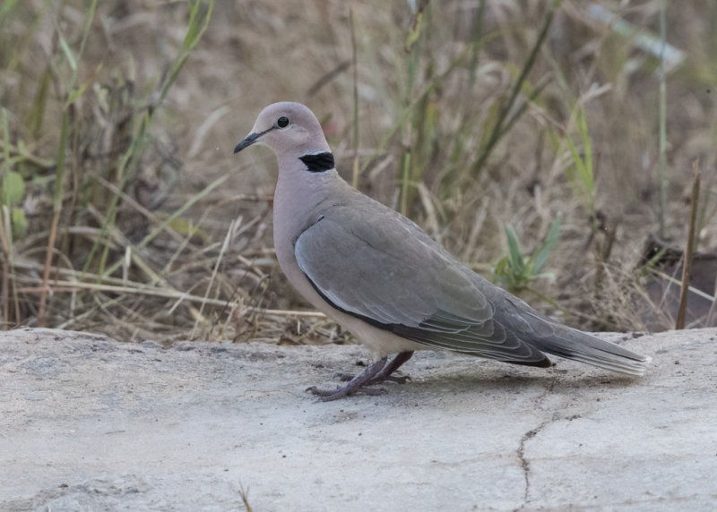 Vinaceous Dove   Gambia