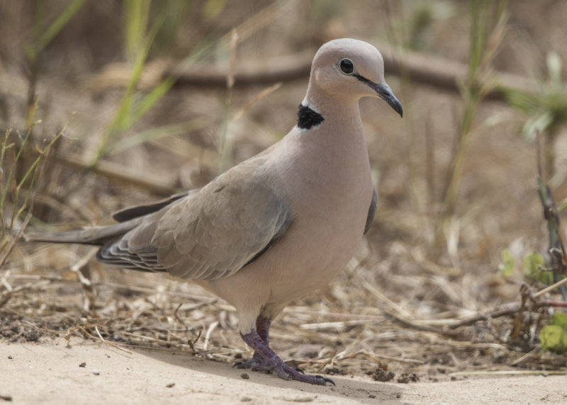 Vinaceous Dove   Gambia