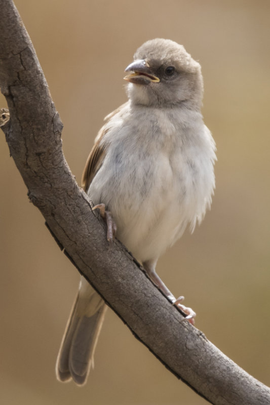 Grey-headed Sparrow   Gambia