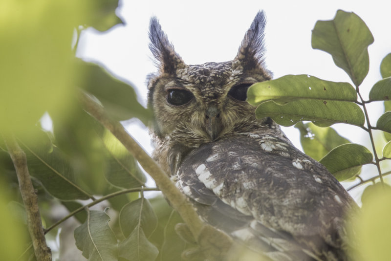 Greyish Eagle-Owl   Gambia