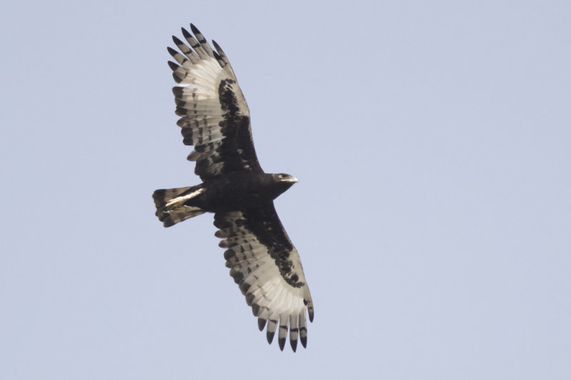 Long-crested Eagle Gambia