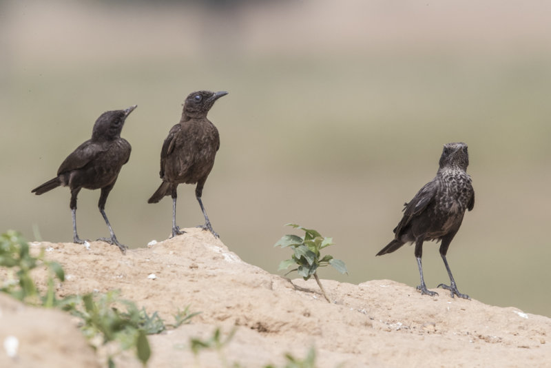 Northern Anteater Chat   Gambia