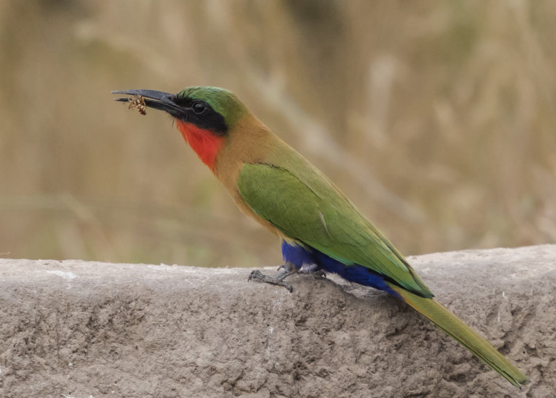 Red-throated Bee-eater   Gambia