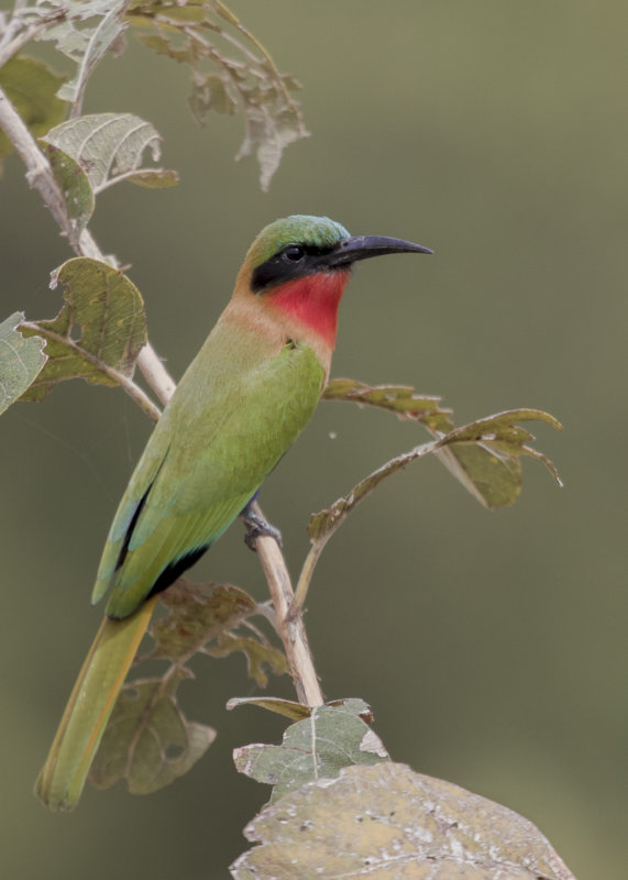 Red-throated Bee-eater   Gambia
