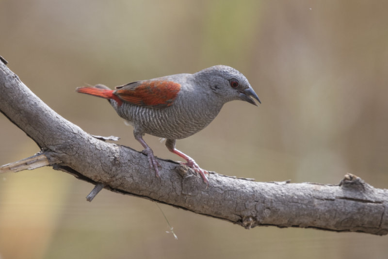 Pytillia,Red-winged 